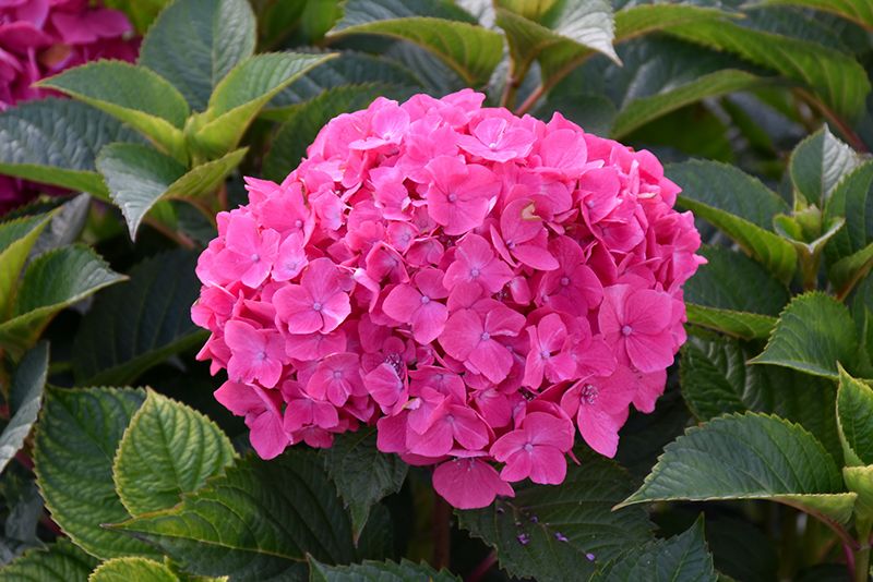Hydrangea macrophylla 'Let's Dance Lovable' (Big Leaf Hydrangea) 2G