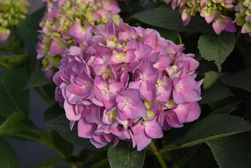 Hydrangea macrophylla x serrata 'Let's Dance Skyview' (Big Leaf Hydrangea) ) 2G