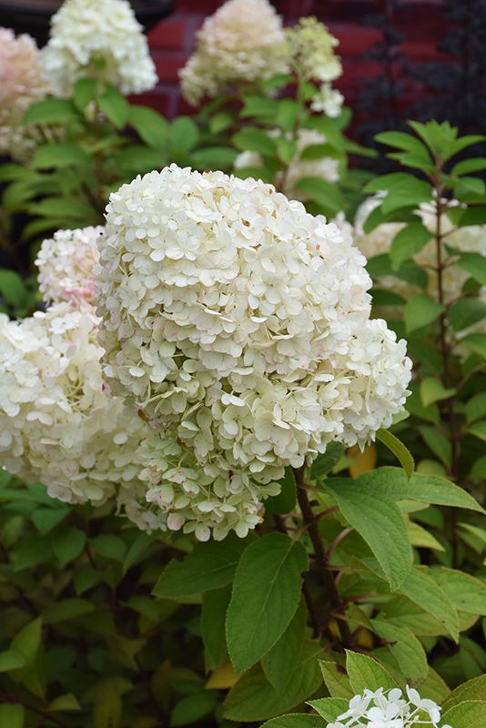 Hydrangea paniculata &#39;Bobo&#39; (Panicle Hyndrangea) 2G