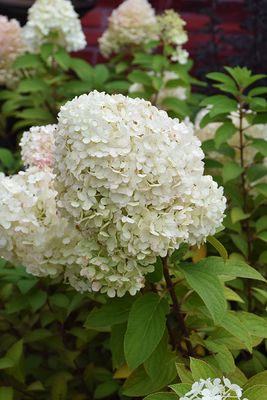 Hydrangea paniculata 'Bobo' (Panicle Hyndrangea) 2G