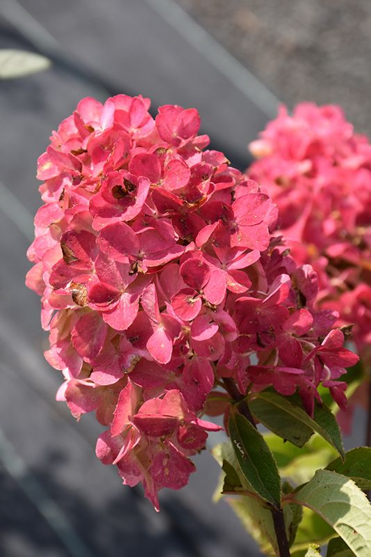Hydrangea paniculata 'Fire Light' (Panicle Hydrangea) 30cm 2G