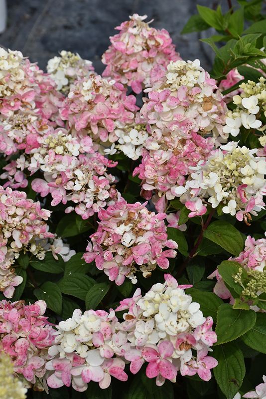 Hydrangea paniculata &#39;Fire Light Tidbit&#39; (Dwarf Panicle Hydrangea) 30CM 2G