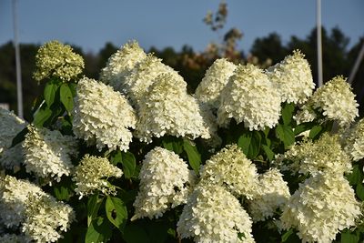 Hydrangea paniculata 'Limelight' (Panicle Hydrangea) 30cm 2G