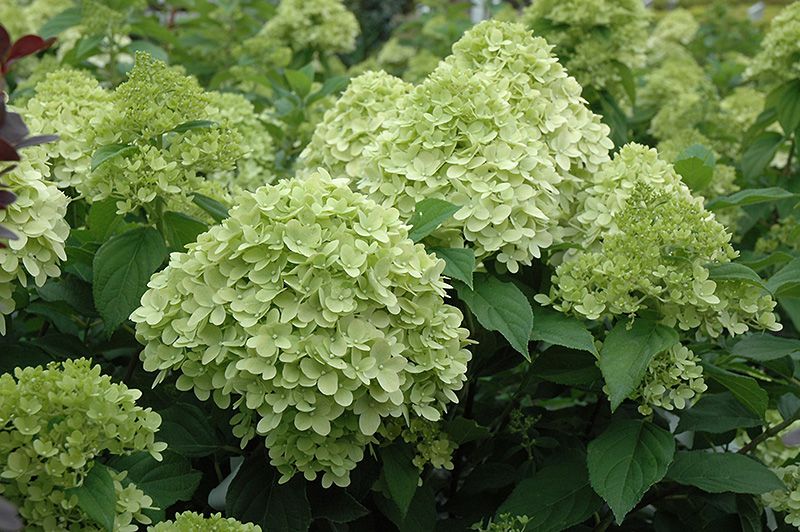 Hydrangea paniculata 'Limelight Prime' (Panicle Hydrangea) 30cm 2G