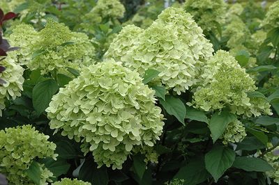 Hydrangea paniculata 'Limelight Prime' (Panicle Hydrangea) 30cm 2G