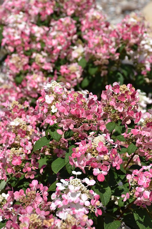 Hydrangea paniculata 'Little Quick Fire' (Dwarf Panicle Hydrangea) 2G