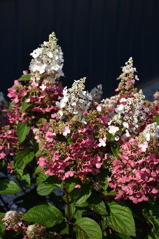 Hydrangea paniculata 'Pinky Winky' (Panicle Hydrangea) PW 30CM  2G