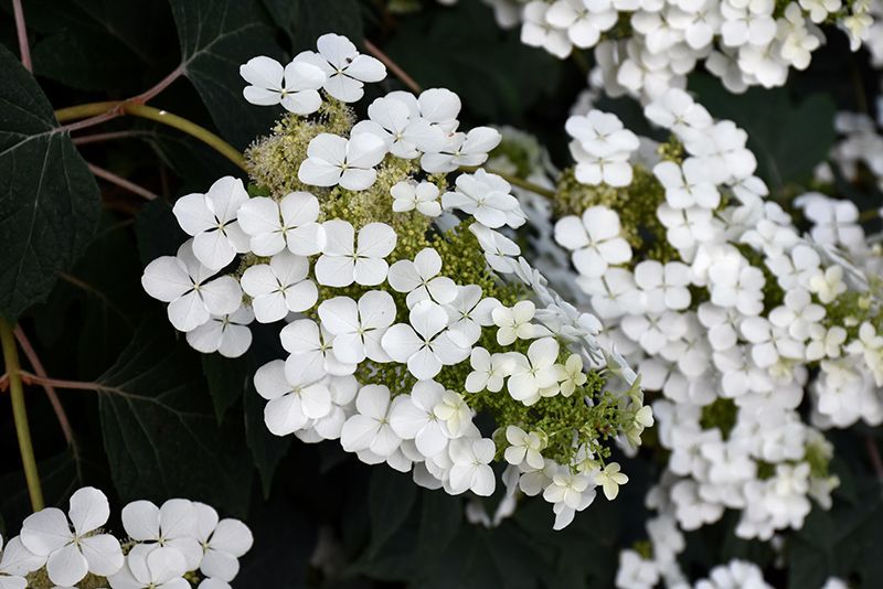 Hydrangea quercifolia 'Pee Wee' (Oakleaf Hydrangea) 3G