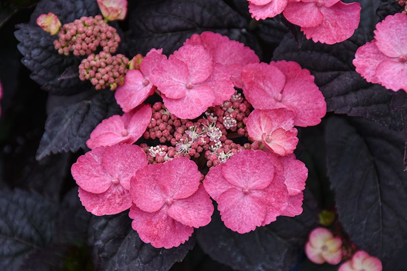 Hydrangea serrata 'Pink Dynamo' (Dark-leaf Mountain Hydrangea) BE 2G