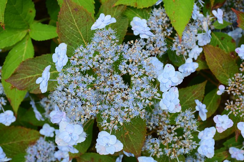 Hydrangea serrata 'Tiny Tuff Stuff' (Dwarf Mountain Hydrangea) 2G