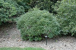 Ilex verticillata &#39;Mr. Poppins&#39; PW 2G