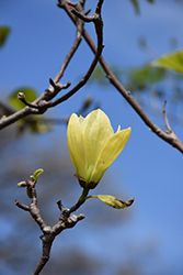 Magnolia x 'Butterflies' 125cm 7G