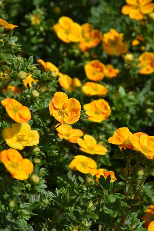 Potentilla fruticosa &#39;Bella Sol&#39; 25CM 2G