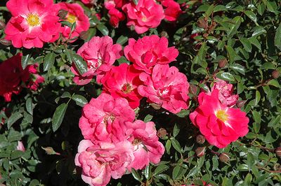 Rosa 'Flower Carpet Pink Supreme' (Groundcover Rose) 3G