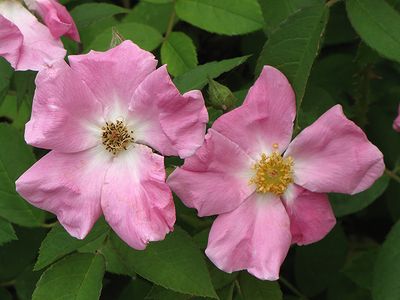 Rosa rugosa (Shrub Rose) 3G