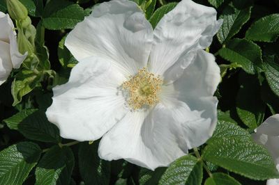 Rosa rugosa 'Alba' (White Shrub Rose) 3G