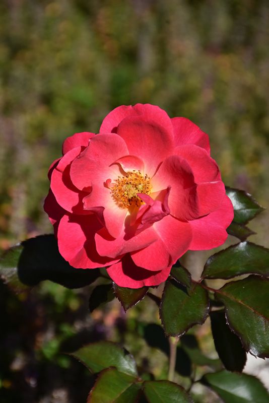 Rosa &#39;Aurora Borealis&#39; (Sunset Pink Double Shrub Rose) 3G