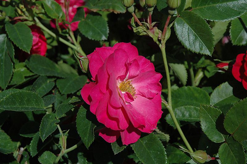 Rosa &#39;John Cabot&#39; (Medium Red) Explorer Red 3G