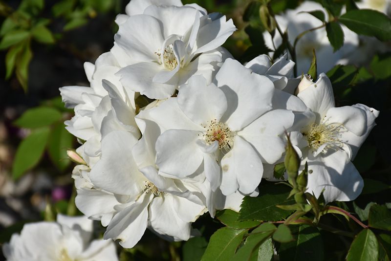 Rosa &#39;Morden Snow Beauty&#39; (White) Shrub White 3G