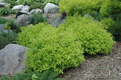 Spiraea japonica 'Goldmound' (Japanese Spirea) 3G