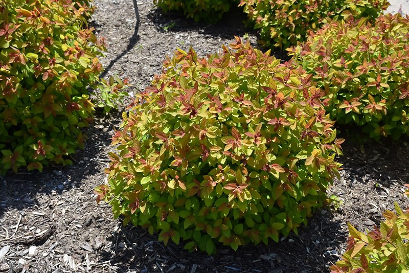 Spirea japonica &#39;Double Play Big Bang&#39; 2G