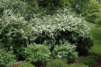 Spirea nipponica 'Snowmound' 2G