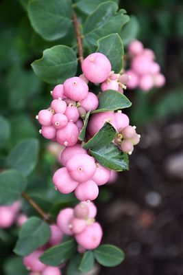 Symphoricarpos doorenbosii 'Pinky Promise' (Snowberry) 3G