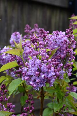 Syringa x hyacinthiflora 'Scentara Double Blue' (Early Flowering Lilac) 5G
