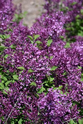 Syringa 'Bloomerang Dark Purple' (Reblooming Lilac) 2G