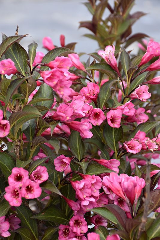 Weigela florida 'Wine and Roses' 2G