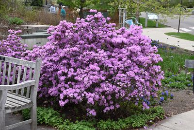 Broadleaf Evergreens