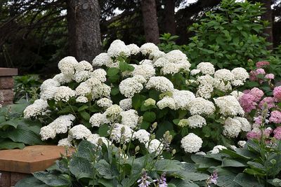 Deciduous Shrubs