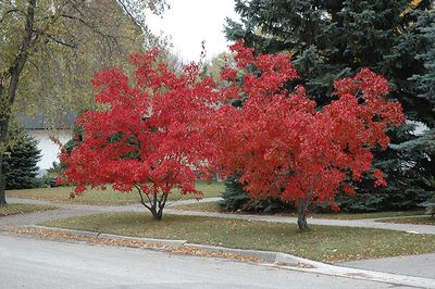 Deciduous Trees