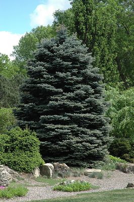 Evergreens