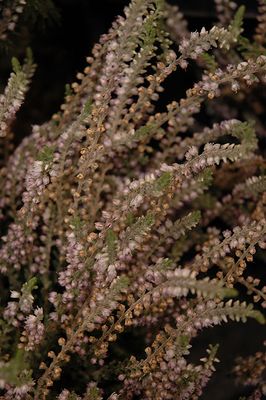 Calluna vulgaris 'Silver Knight' (Heather) 1G