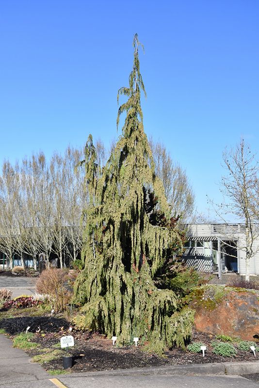 Chamaecyparis nootkatensis &#39;Glauca&#39; (Blue Nootka Cypress) 100cm 5G