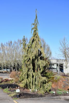 Chamaecyparis nootkatensis 'Glauca' (Blue Nootka Cypress) 100cm 5G