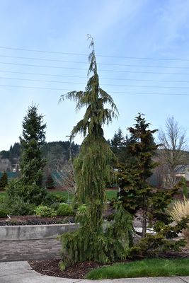 Chamaecyparis nootkatensis 'Pendula' (Weeping Nootka Cypress) 150cm BB