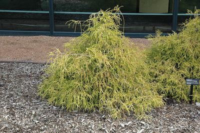 Chamaecyparis pisifera filifera 'Sungold' (Dwarf False Cypress) 3G