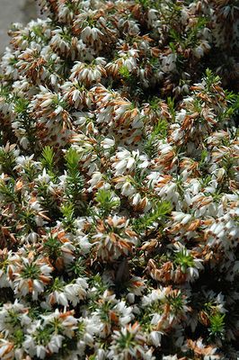 Erica carnea 'Isabell' (Heath) 1G