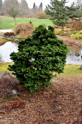 Chamaecyparis obtusa 'Nana Gracilis' (Hinoki Cypress) 1G