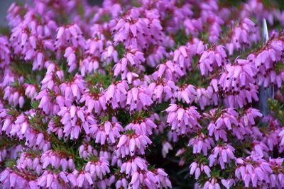 Erica carnea 'Rosalie' (Heath) 1G