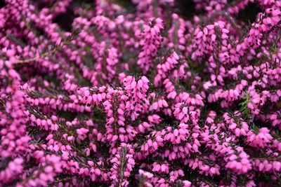 Erica x darleyensis 'Kramer's Red' (Heath) 1G