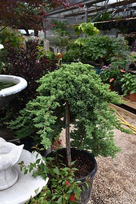 Juniperus horizontalis 'Wiltoni' Std. (Juniper) 60cm