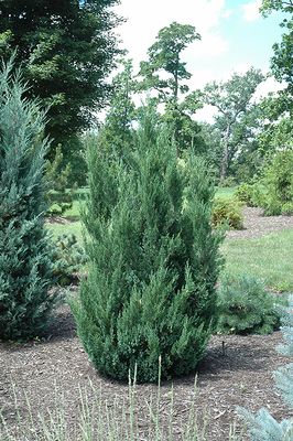 Juniperus chin. 'Blue Point' (Juniper) 5G 80cm
