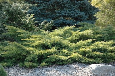 Juniperus chinensis 'Gold Star' (Juniper) 3G