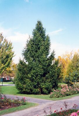 Picea abies (Norway Spruce) 60cm 5G