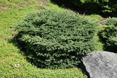 Picea abies 'Nidiformis' (Bird's Nest Norway Spruce) 25CM   3G
