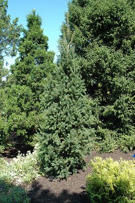 Picea abies 'Cupressina' (Columnar Norway Spruce) 120CM 6G
