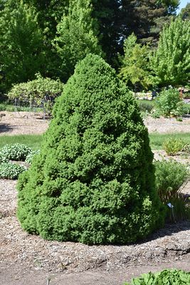 Picea glauca 'Conica' (Dwarf Alberta Spruce) 50cm 3G